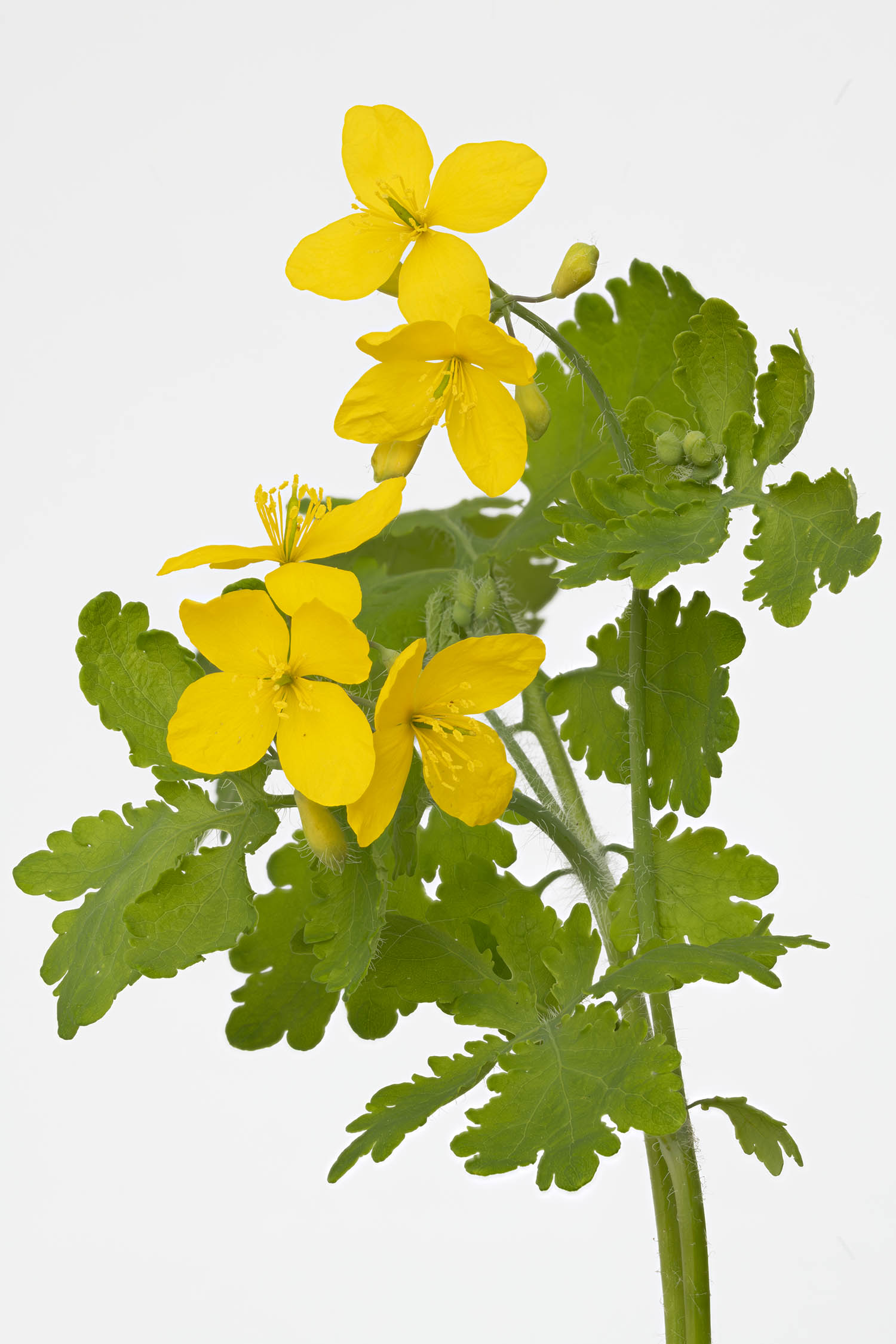 Le suc de la ch&eacute;lidoine est un poison